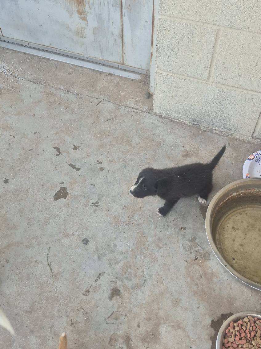 Black Dog