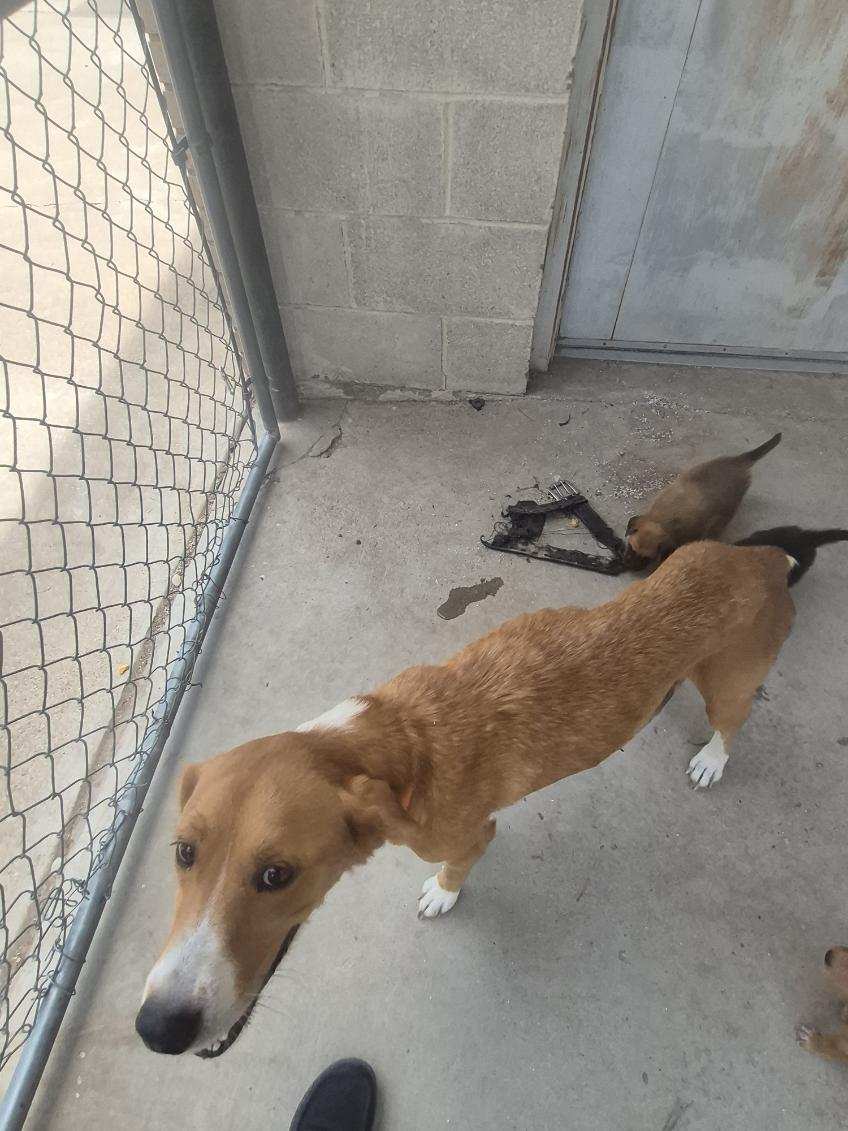 Brown Dog