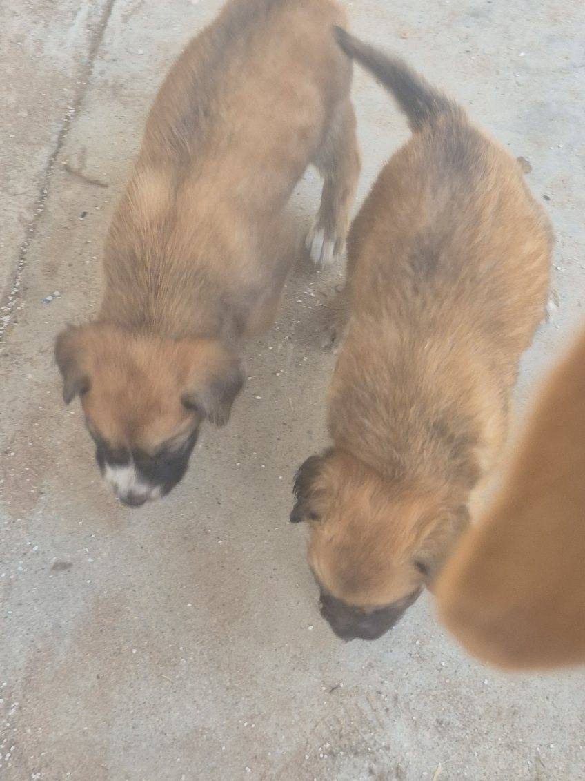 Brown Dogs