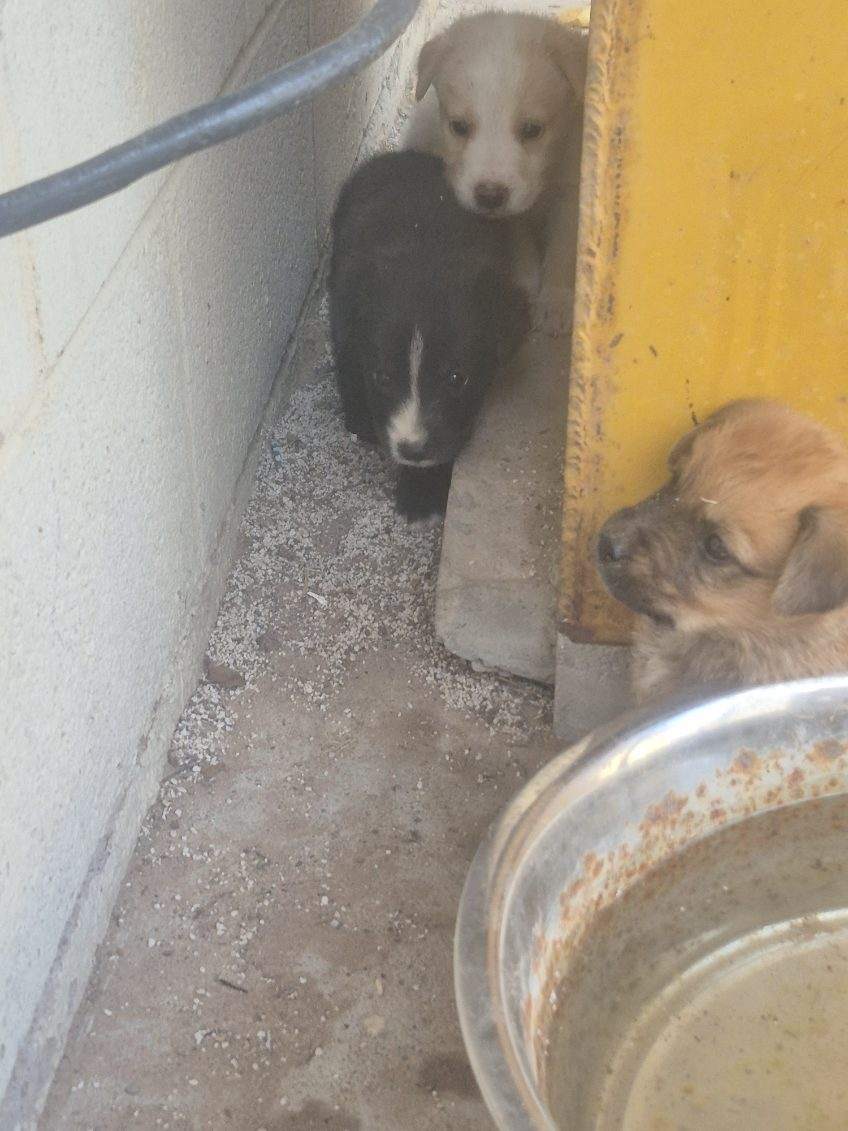 Dogs